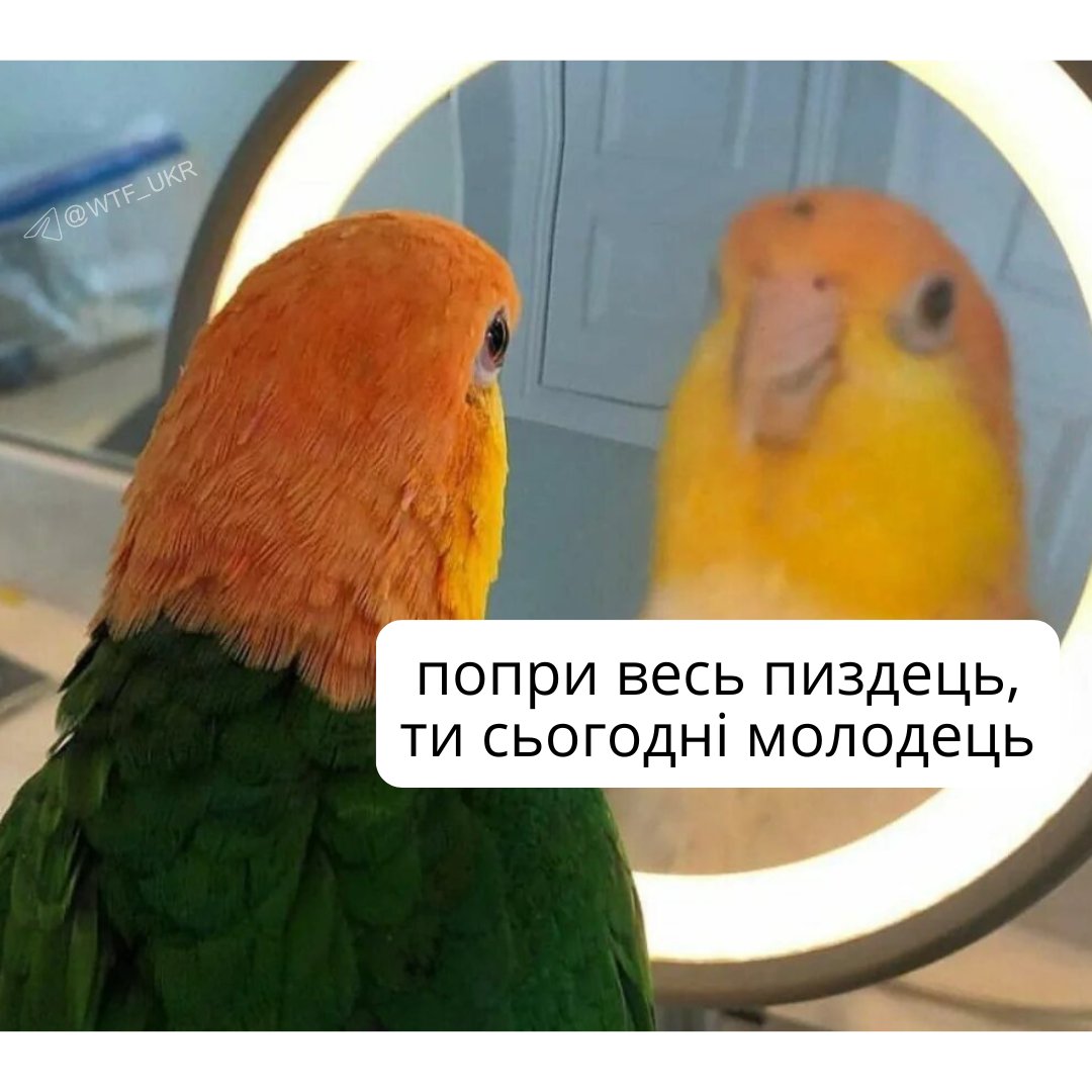 połundra? połundra! tweet media