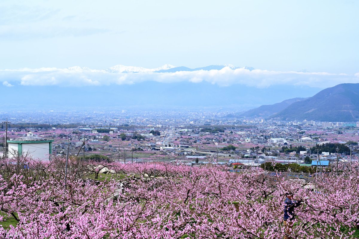 ShakadoJomon's tweet photo. 3月下旬から4月中旬頃は、桃の花が見ごろを迎えます。釈迦堂遺跡博物館では、花の見物による来館者が増加するため、混雑防止のため4月1日～4月14日まで三十三カ所札所巡りの御朱印を置紙で配布いたしますので、ご了承ください。
一面の桃の花は絶景です。ぜひお越しください。
#釈迦堂遺跡博物館 https://t.co/7eoNnYYVPM
