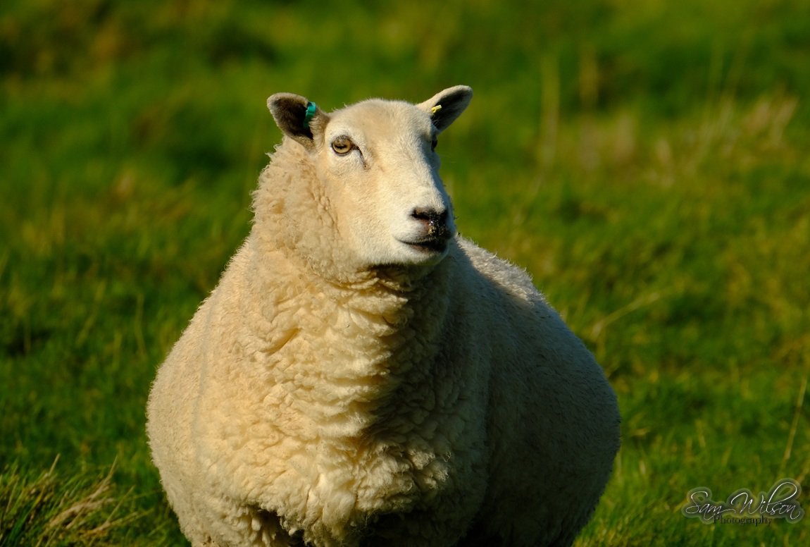 SamWlandscapes's tweet image. Clear blue skies at Bratton camp yesterday #landscapes #landacapephotography