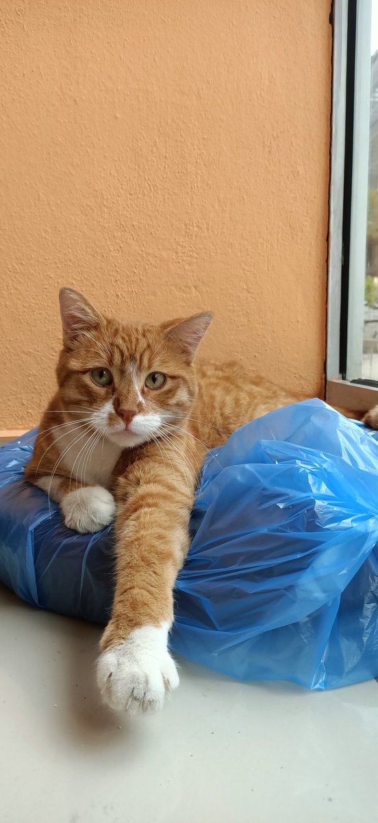 kılavatlı Paris tweet media