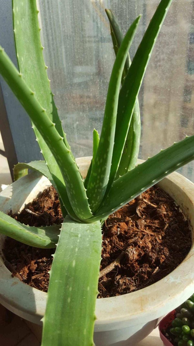 Fabiana Pavoni tweet media