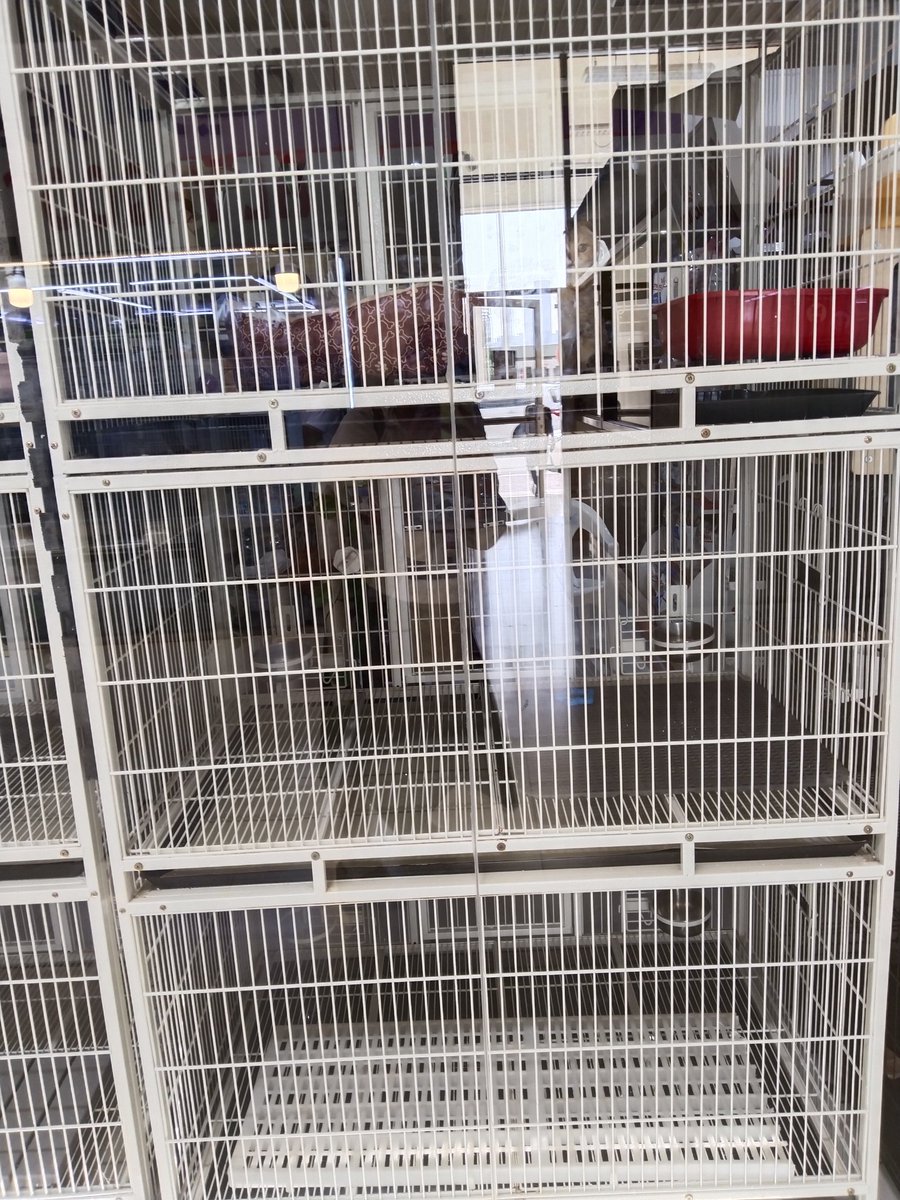 Dhabi Abu tweet media