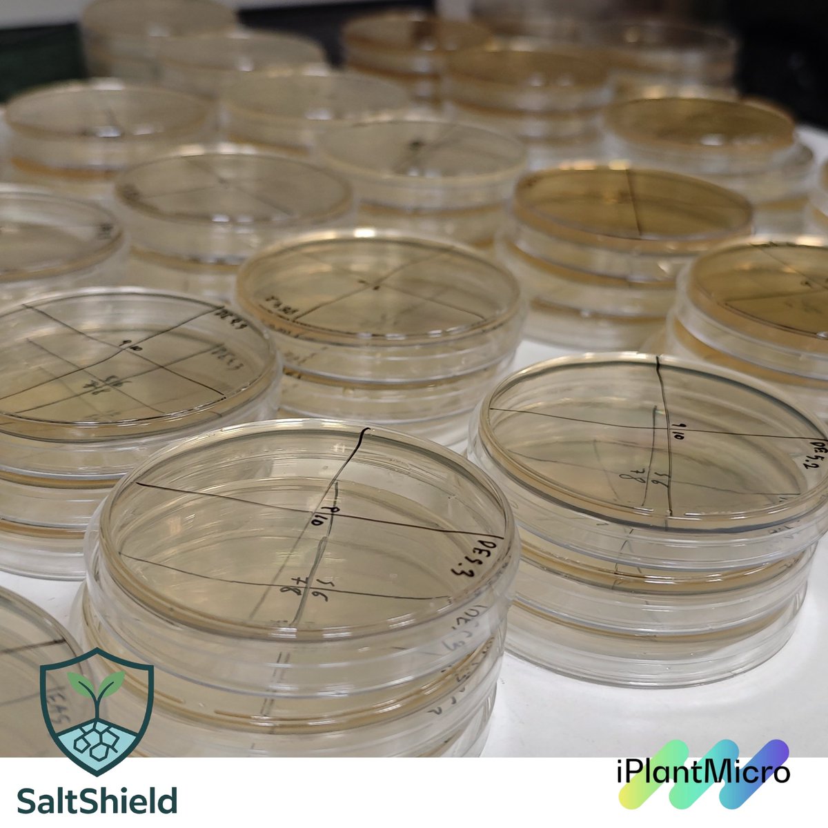 iPlantMicro Lab tweet media