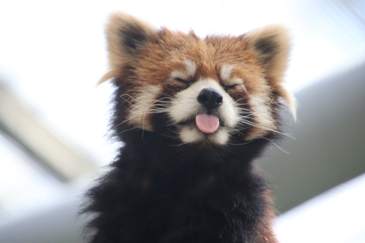 中南海流水音 tweet media