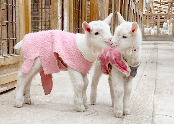 やぎミルク専門店プティ・シェーヴル🐐 tweet media