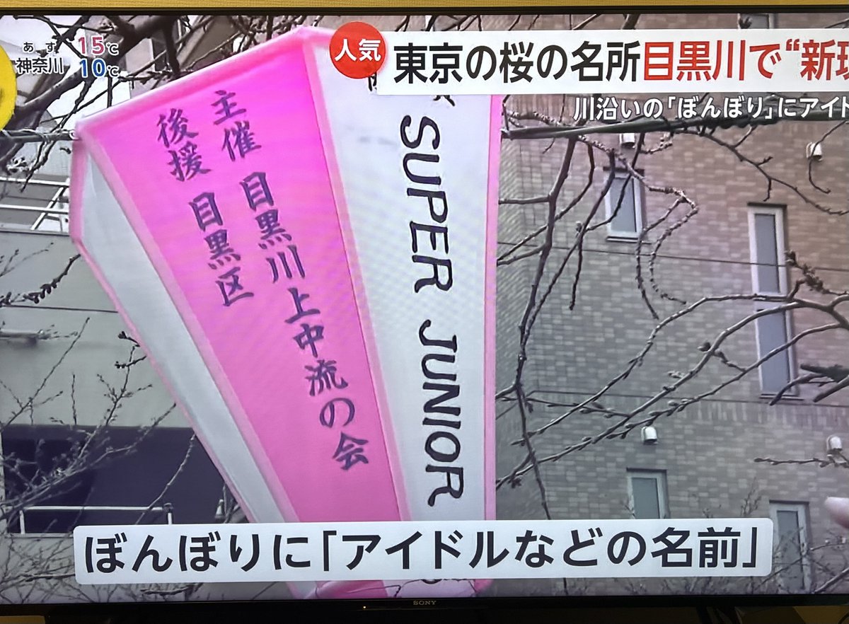 ELFS2Sakura's tweet photo. やばいテレビから急に「SUPER JUNIORって書いてあります」って聞こえては⁉️と思って見たらイットでスジュのぼんぼりが紹介されてた🥹‼️地上波ゴールデンニュースで「SUPER JUNIOR」と発言されるのやばい
その後シャヲルさんと一緒にオニュのぼんぼり探してた😂SMヲタ歓喜のイット😂
#イット https://t.co/fWq1Kya8Am