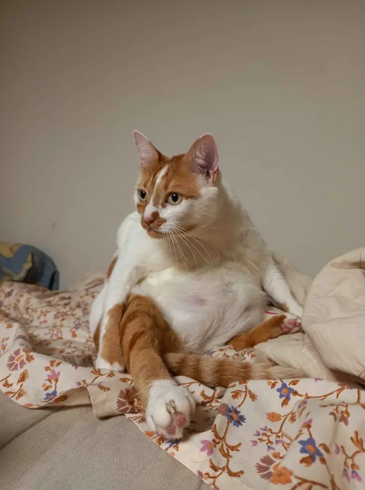 ANAΘEMA (art hiatus) tweet media