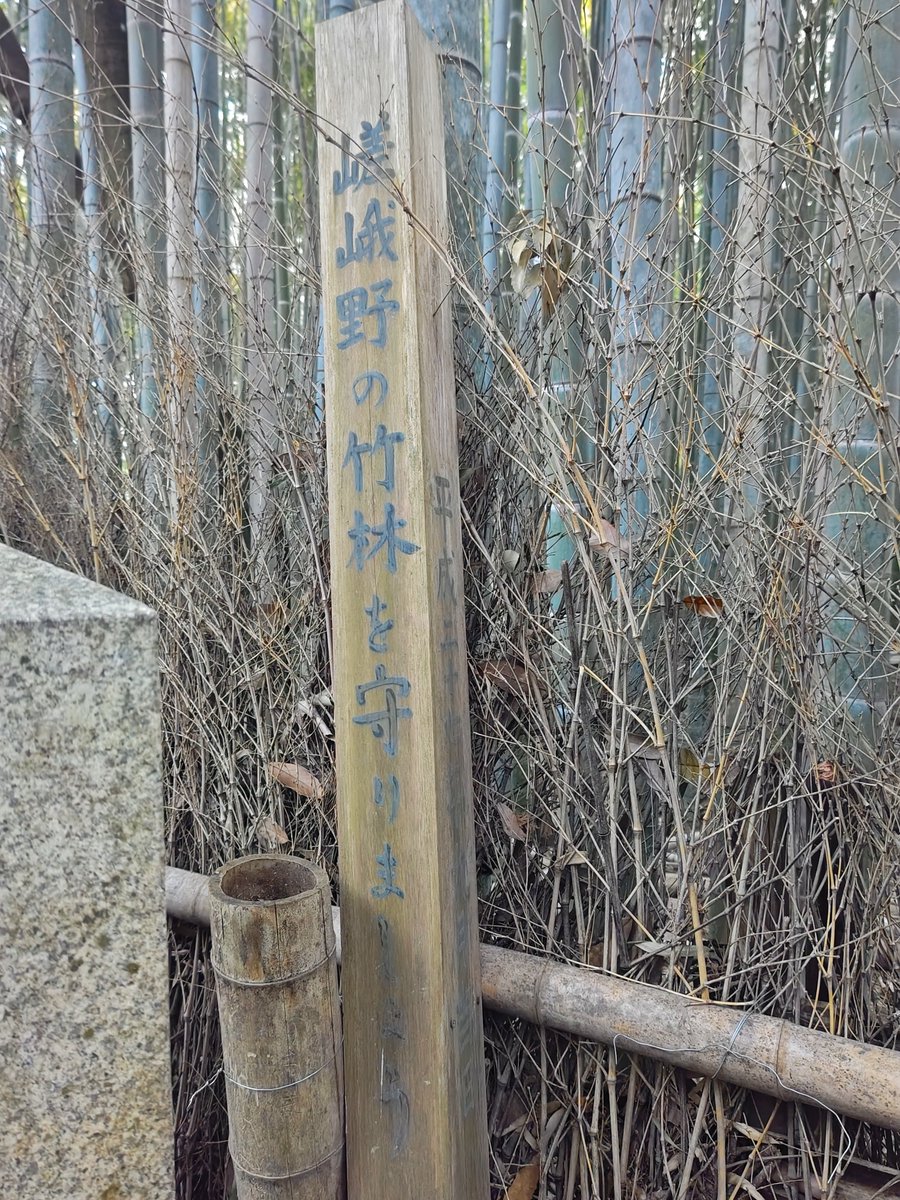 hitomihcx's tweet photo. Bamboo Road/竹林の小径/2026.03.14
#Kyoto #京都 #arashiyama #嵐山
#BambooGrove #竹林
#BambooRoad #竹林の小径
#NearbyBambooGrove #近所の竹林 https://t.co/IwqUADJR3N