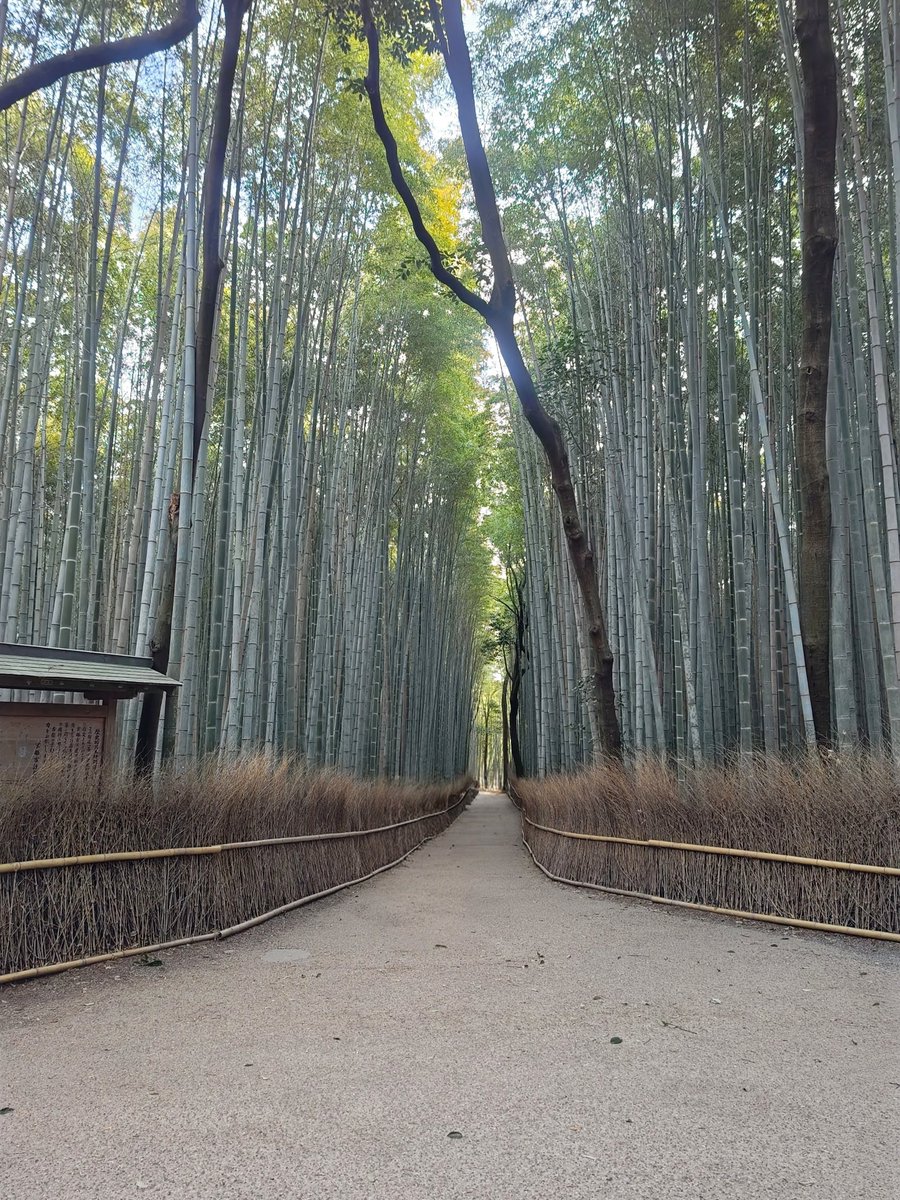 hitomihcx's tweet photo. Bamboo Road/竹林の小径/2026.03.14
#Kyoto #京都 #arashiyama #嵐山
#BambooGrove #竹林
#BambooRoad #竹林の小径
#NearbyBambooGrove #近所の竹林 https://t.co/IwqUADJR3N