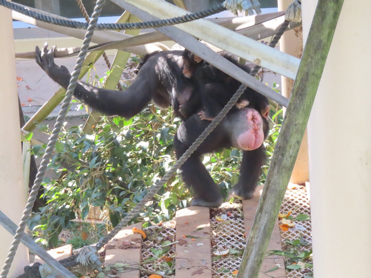 こすもす花 tweet media