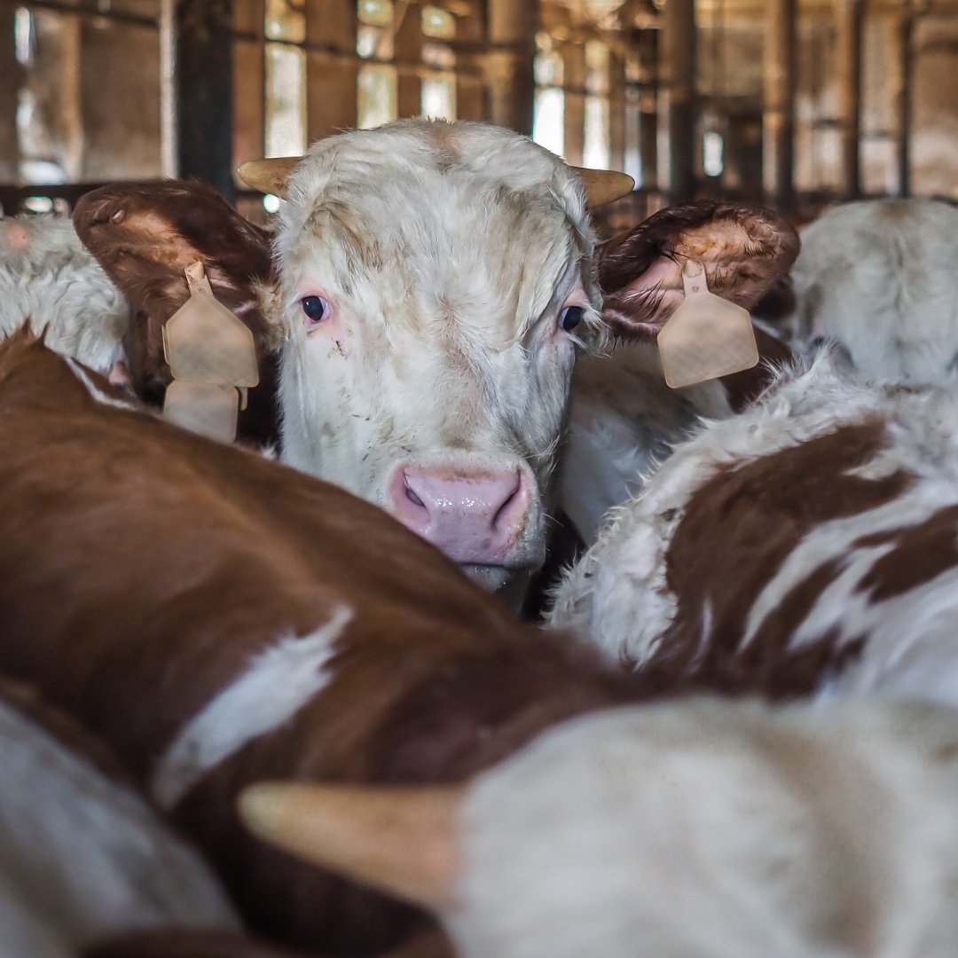 FOUR PAWS International tweet media