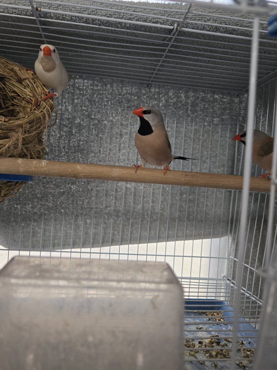 小鳥が大好き tweet media