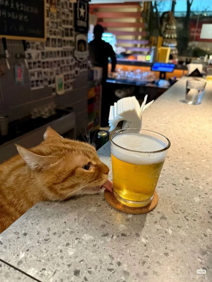 Cats for Happiness. tweet media