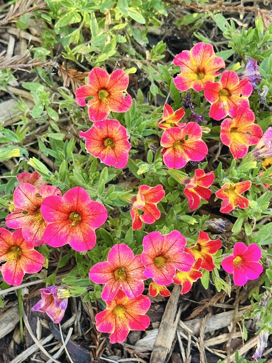 Savitri Mumukshu - सावित्री मुमुक्षु tweet media