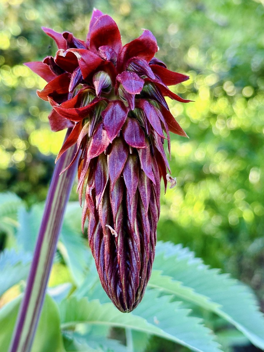 Savitri Mumukshu - सावित्री मुमुक्षु tweet media