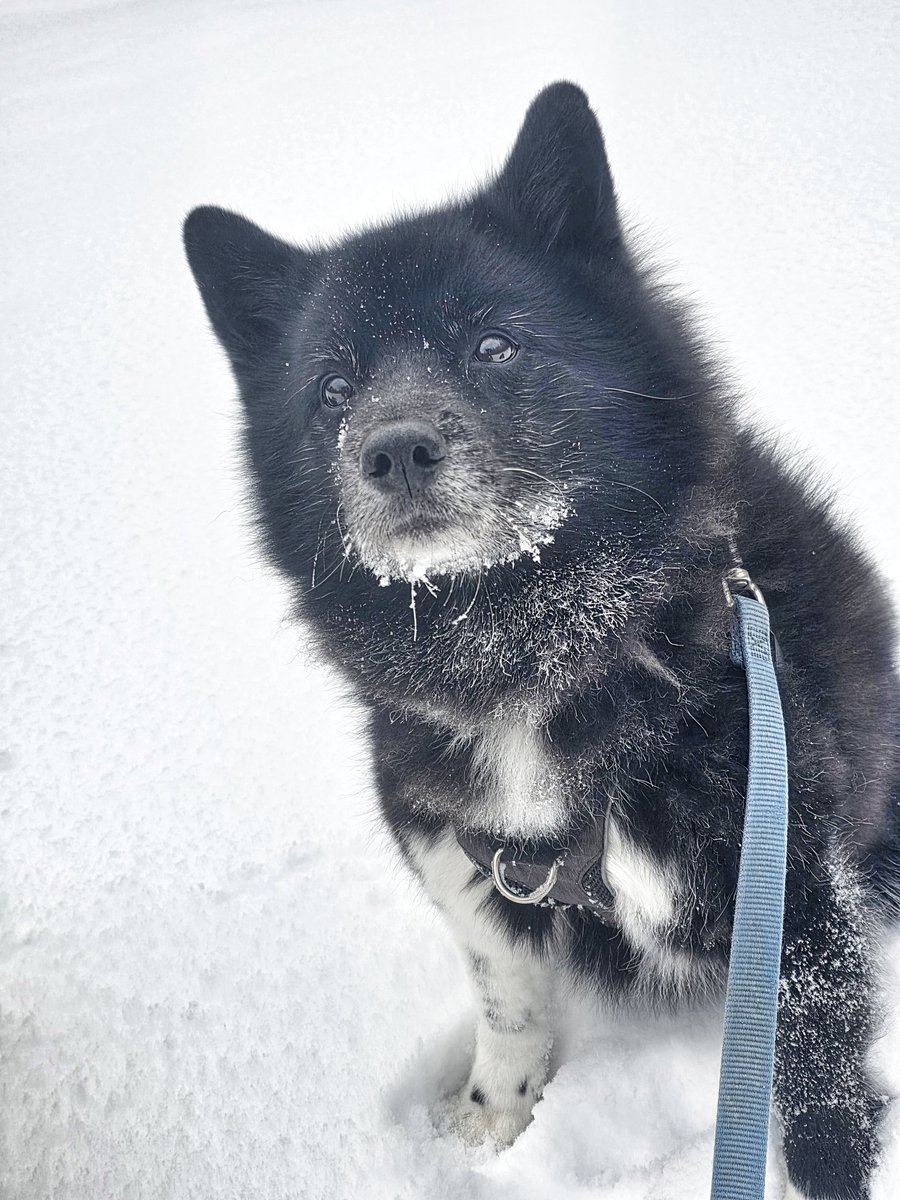 WalkinDogwalk's tweet photo. Riggs checking the calendar to make sure spring wasn't cancelled this year
🤭🐾❤️❄️💙🥶🐶🐕
#Thursdaythoughts #pomsky #pomskylove #walkinthedog https://t.co/YS5OxG4nUF