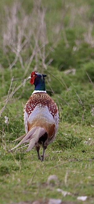 Sarah coxh tweet media