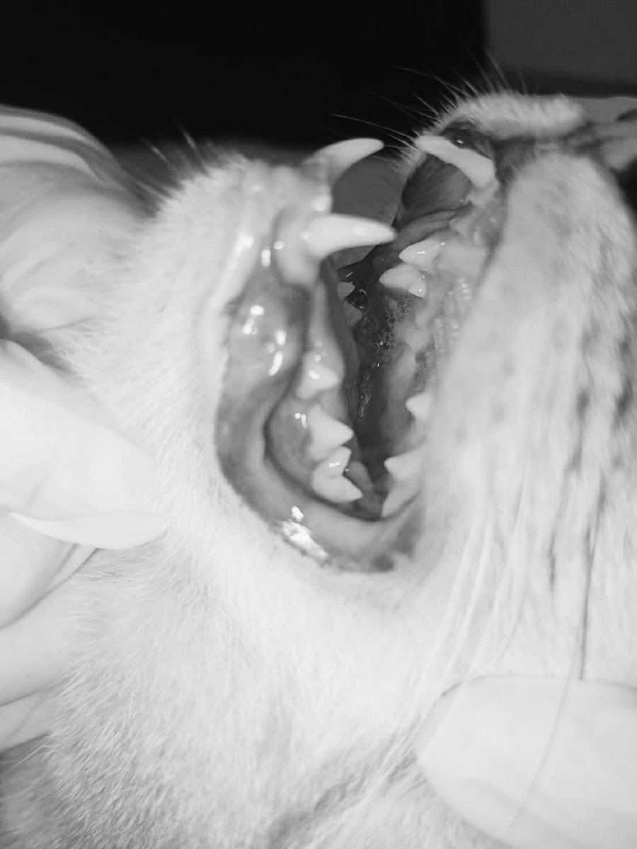 The Sound Of Animals tweet media