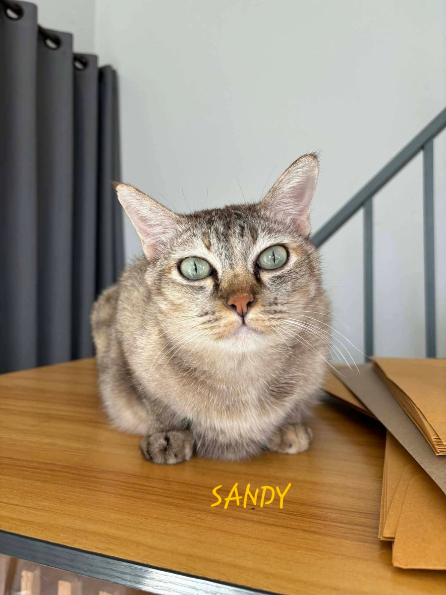 The Sound Of Animals tweet media