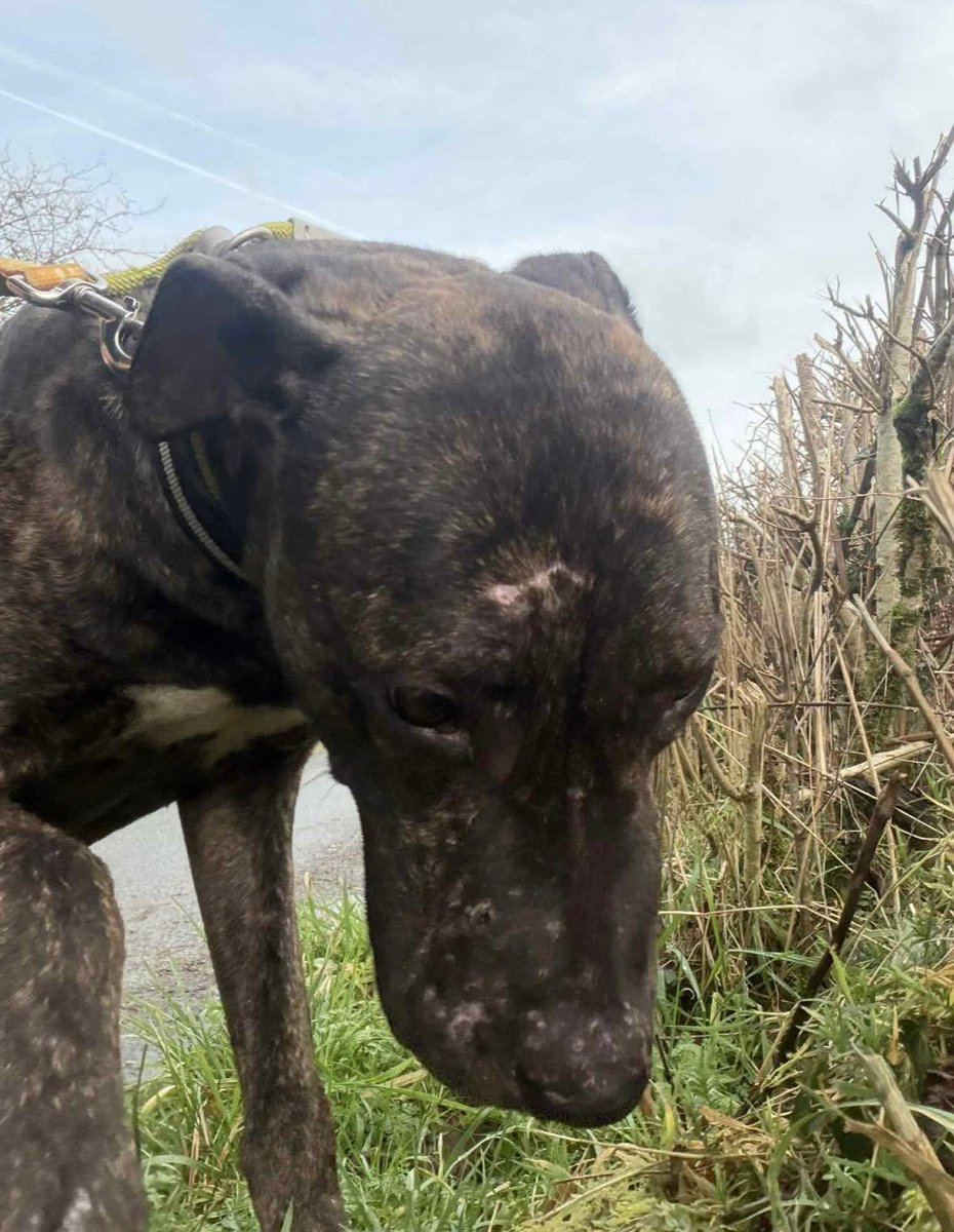 Animal Adoptions UK 🐕‍🦺🐈🐎❤️ tweet media