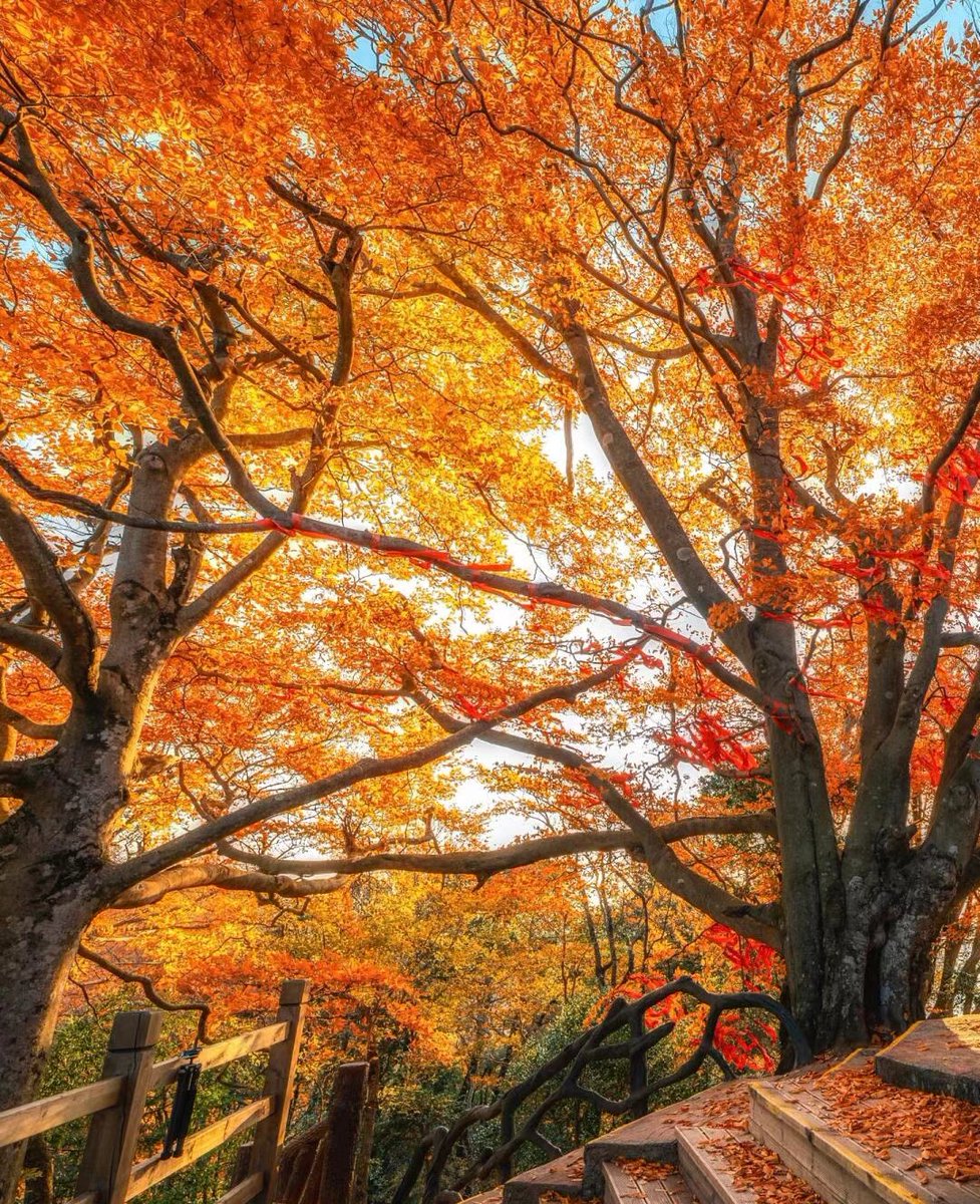 halil ibrahim şık tweet media