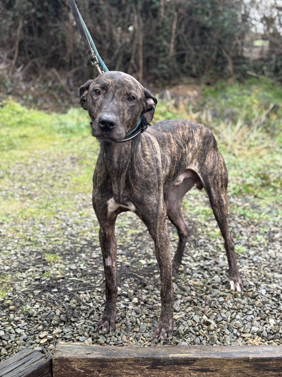 Animal Adoptions UK 🐕‍🦺🐈🐎❤️ tweet media