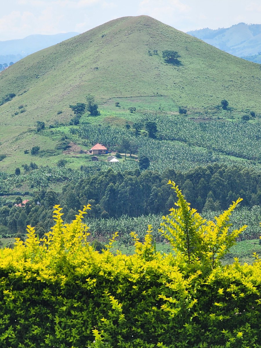 Denis Duke Woniala🇺🇬 tweet media