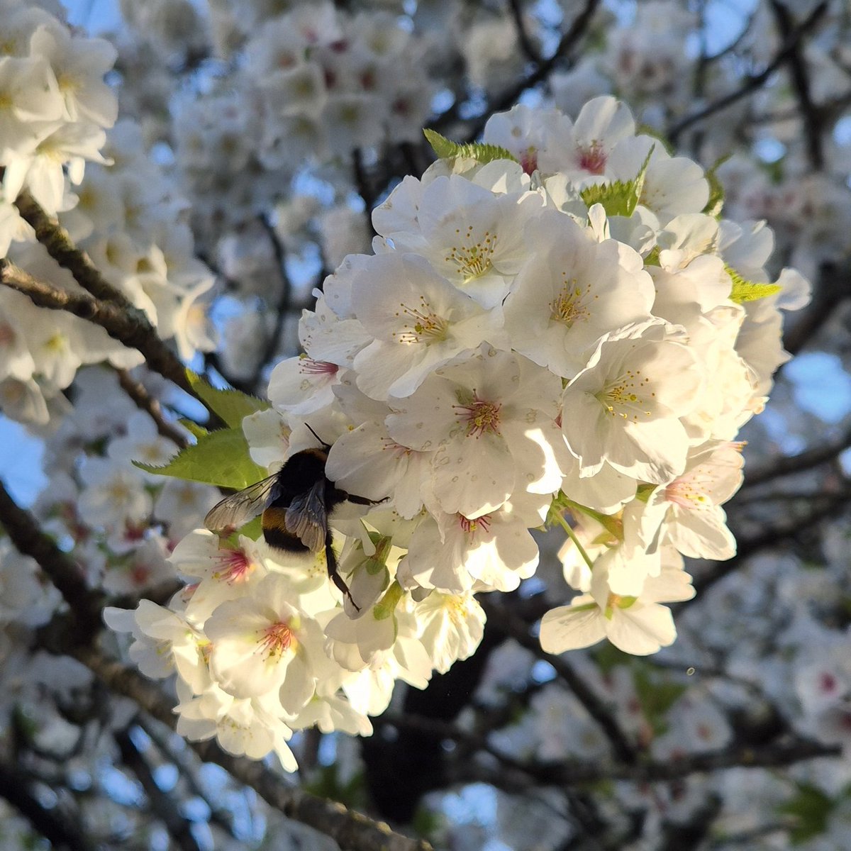 𝑫𝒊𝒅𝒊𝒆𝒓 𝑻𝒆𝒔𝑪𝒉𝒊𝒂𝒏𝒕 tweet media