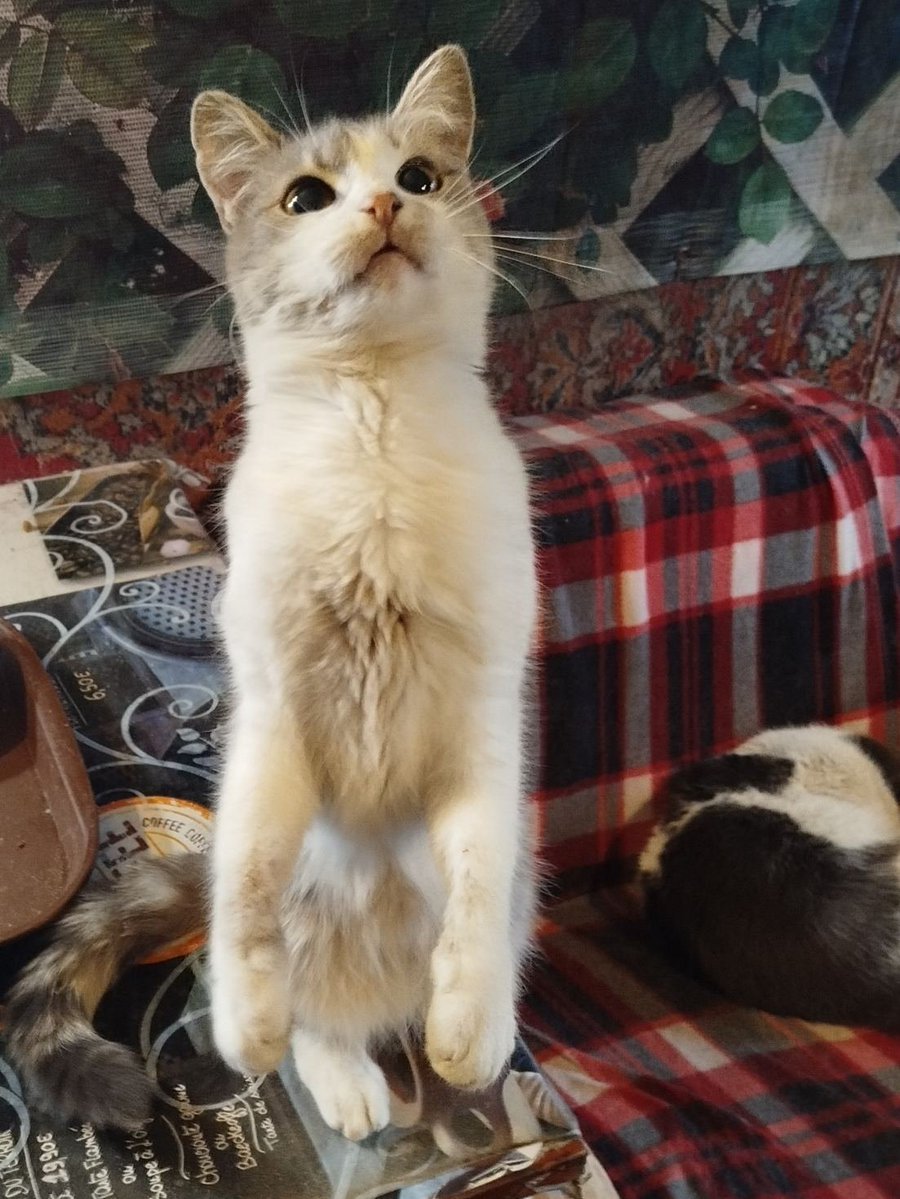 Кот Шурик из Беловежской пущи и его большая семья tweet media