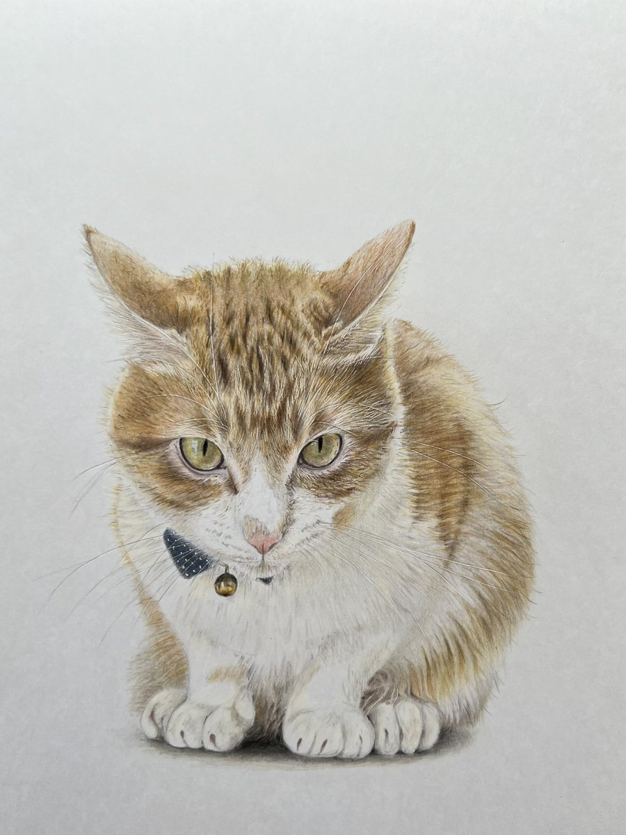 oyumi662897's tweet image. やっと完成しました💦

#我が家のアイドル #Bruno #猫 #色鉛筆画