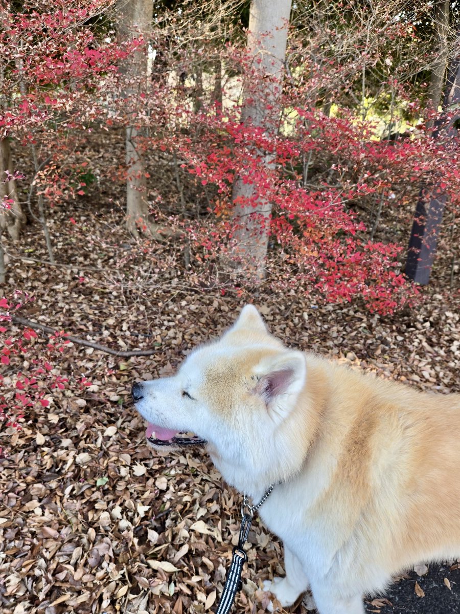 natalie b tweet media