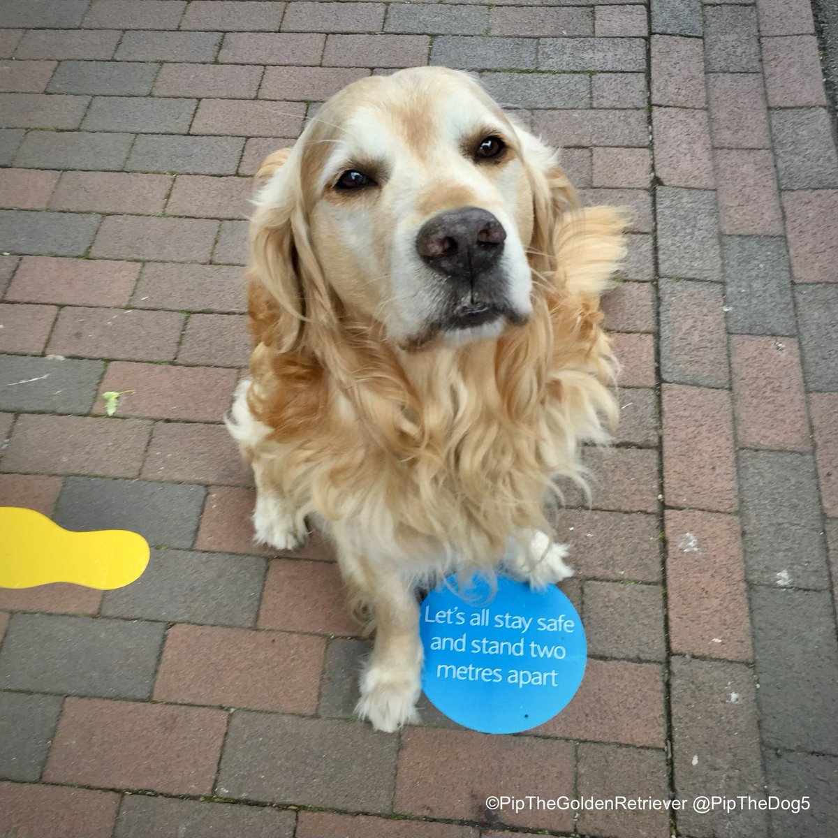 Pip the Golden Retriever 🌈 tweet media