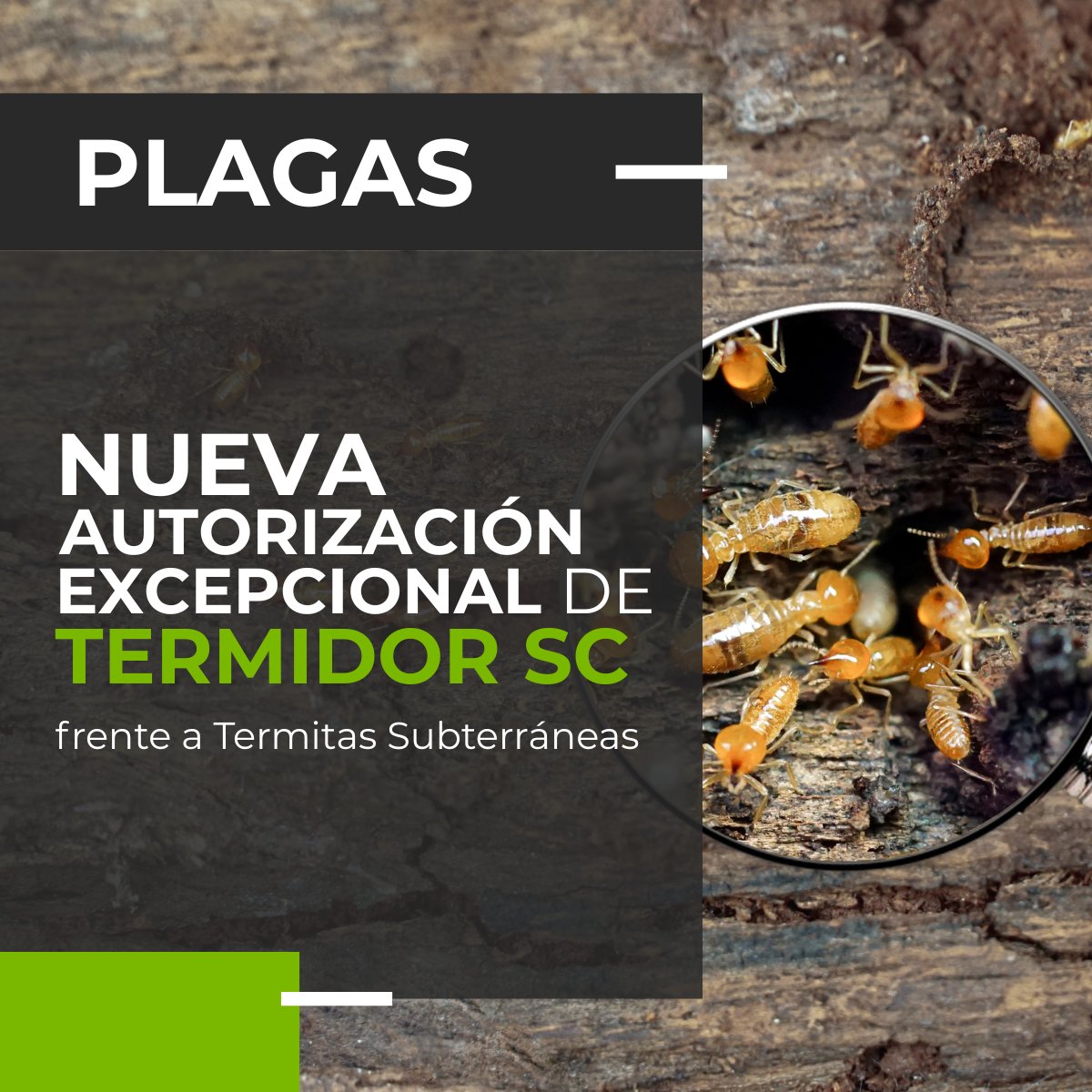 DidascaliaEG tweet media