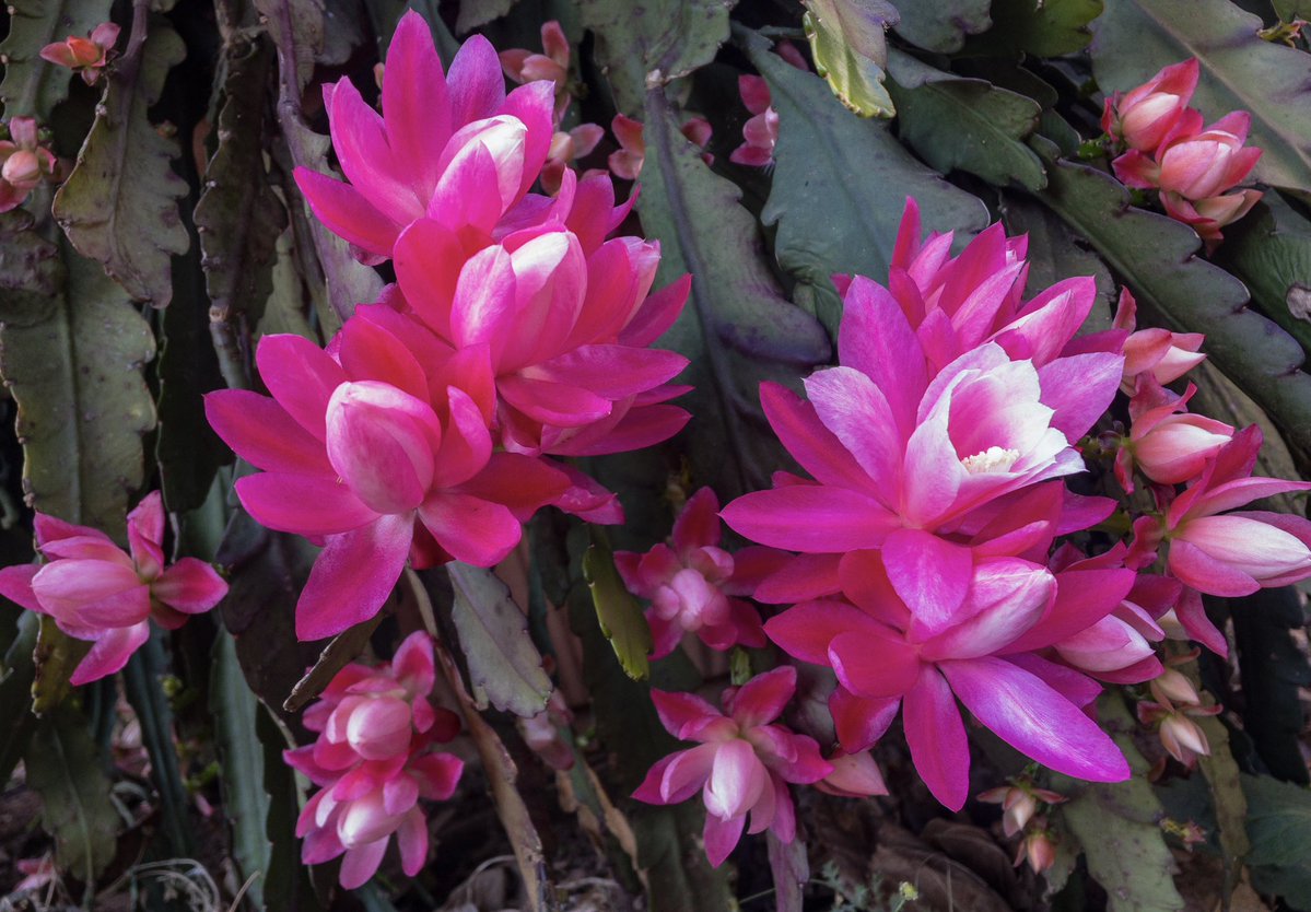 ReiRose ✌🏻 tweet media