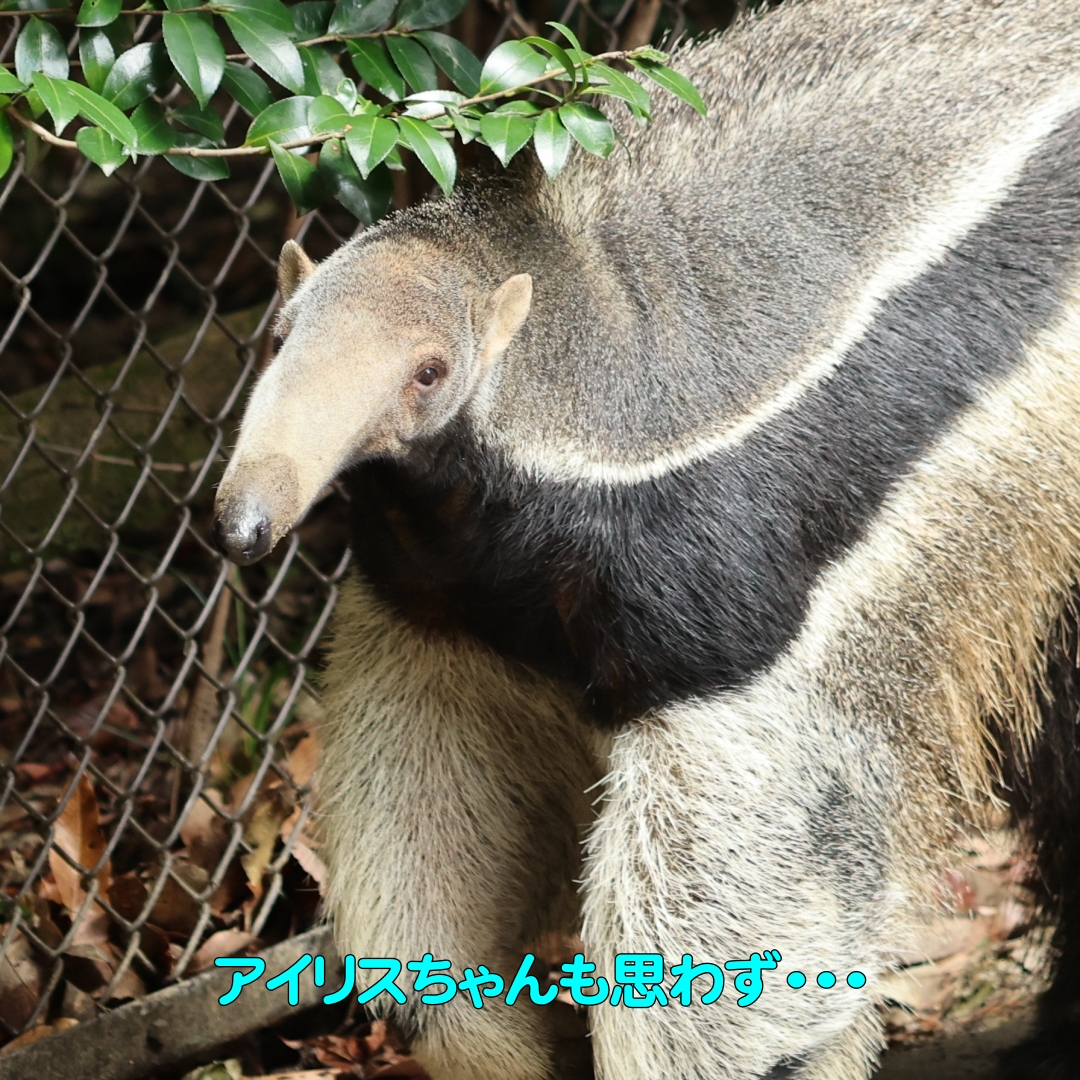 よしお tweet media