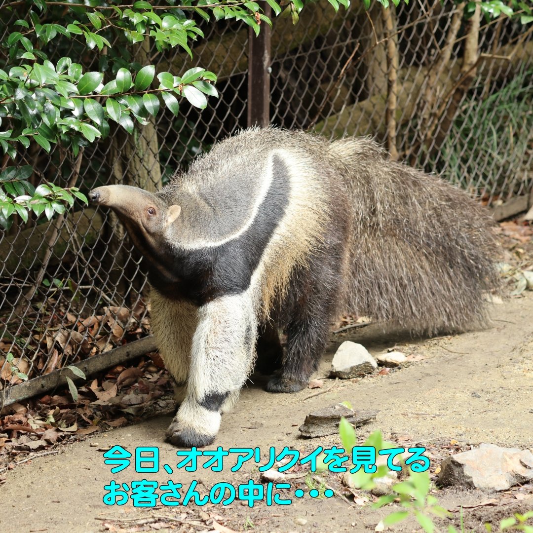 よしお tweet media