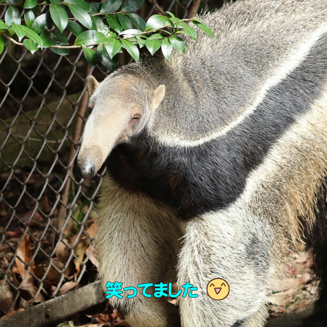 よしお tweet media