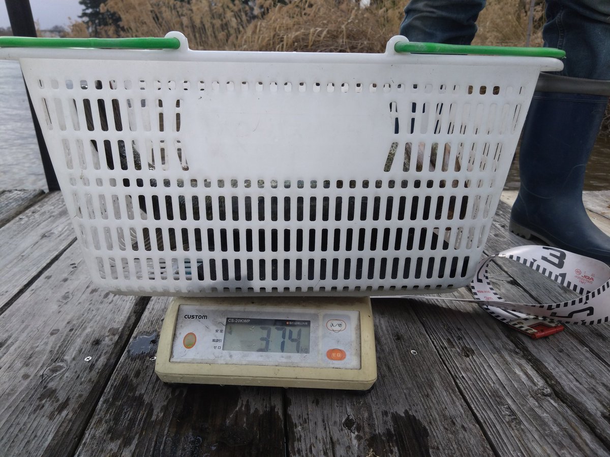 紅茶🐍 tweet media