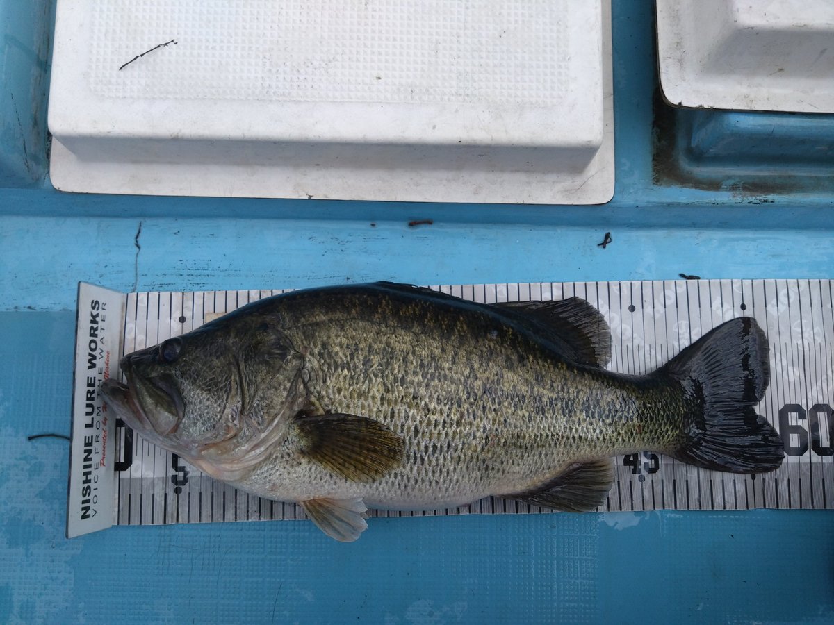 紅茶🐍 tweet media