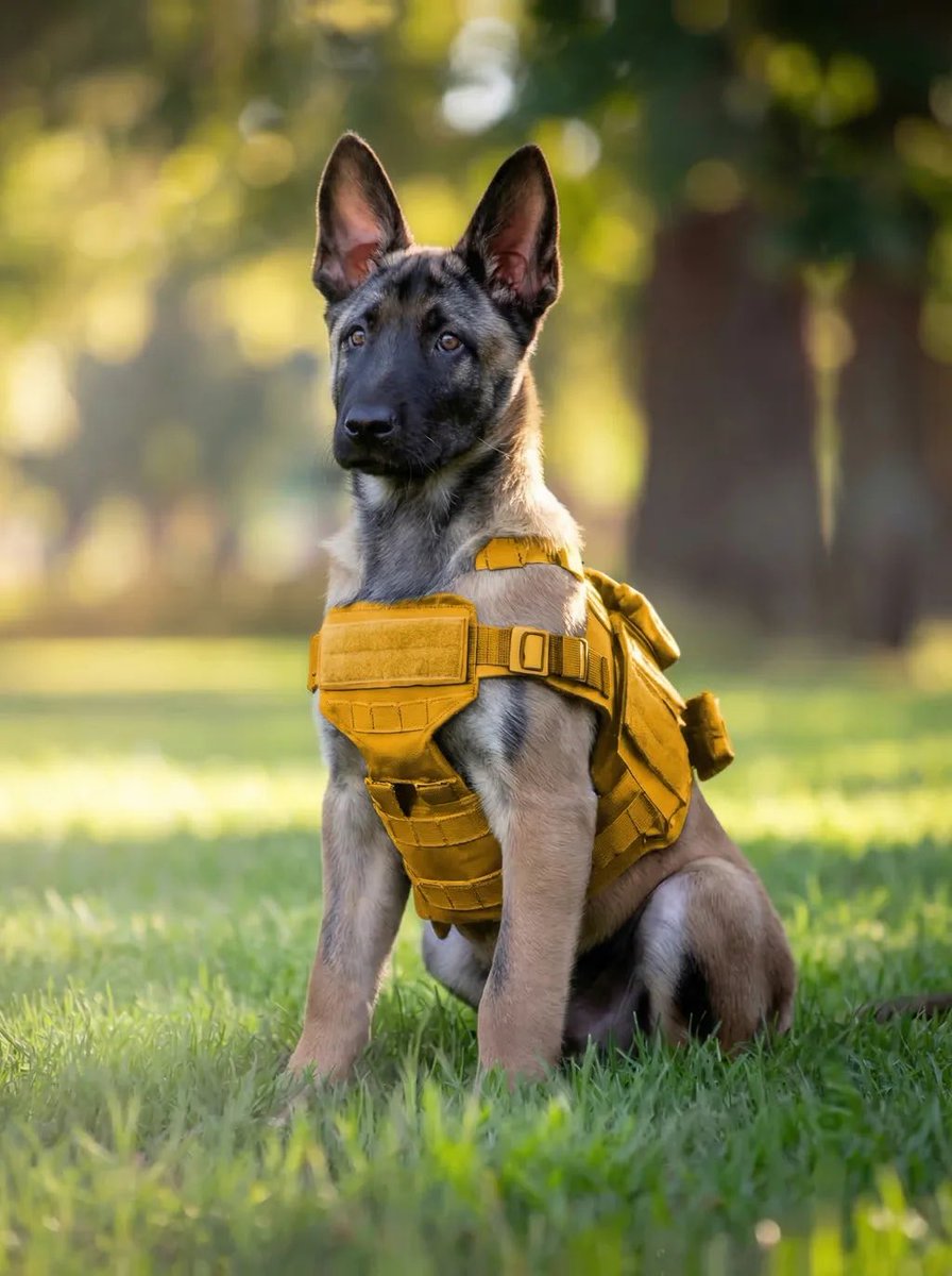 Menace Army 🪖〽️ tweet media