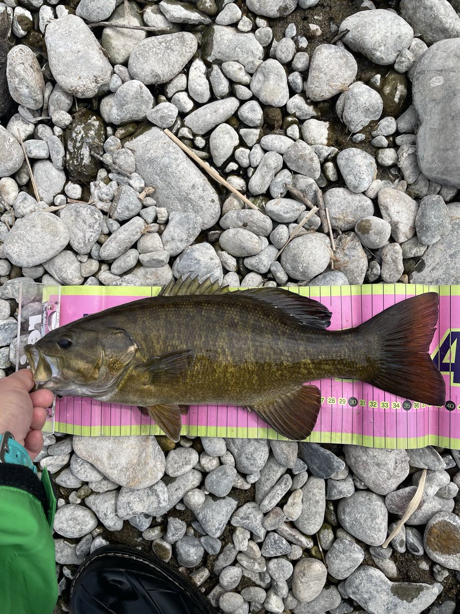 あいす tweet media