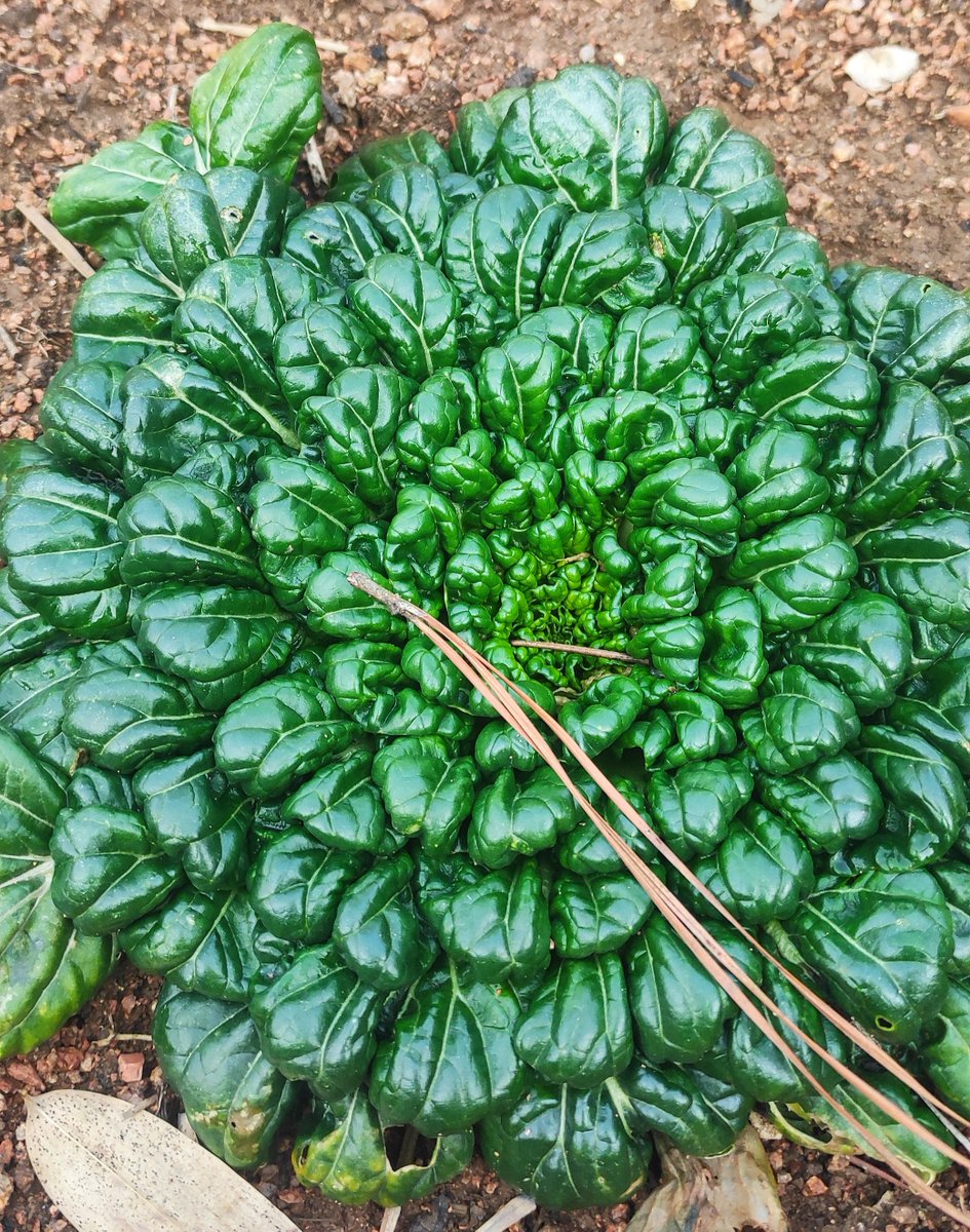 Diane Wishewan tweet media