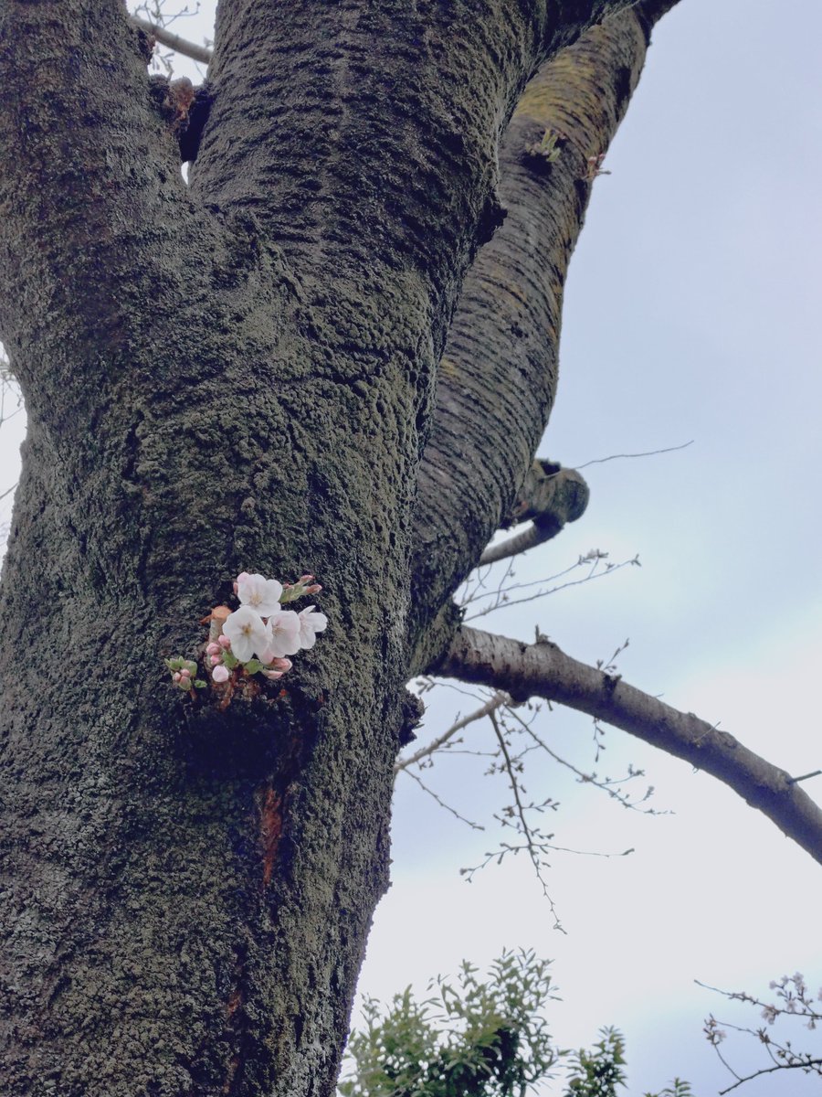 🍄目玉音符タノ🎵 tweet media