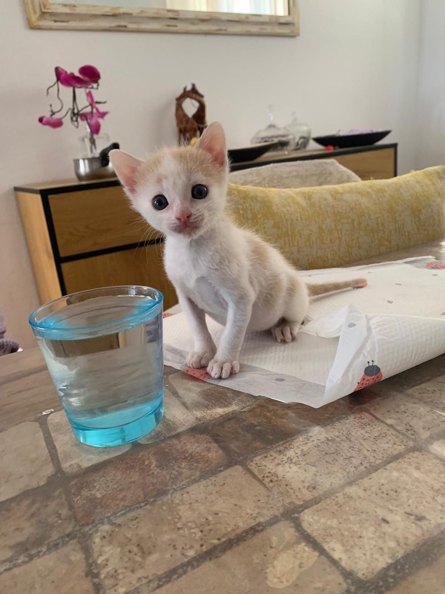 Felinos lo Morant tweet media