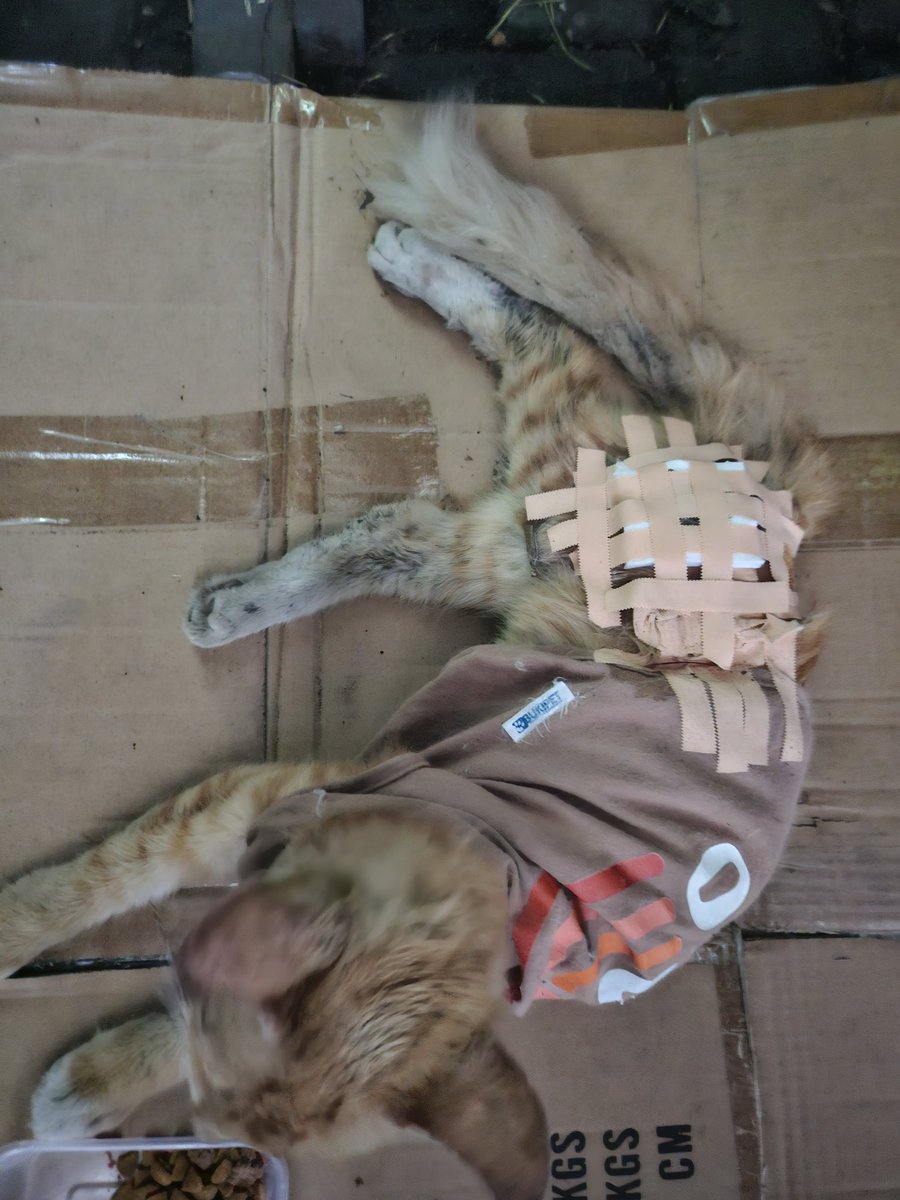 Naya ❀ ホムラ tweet media