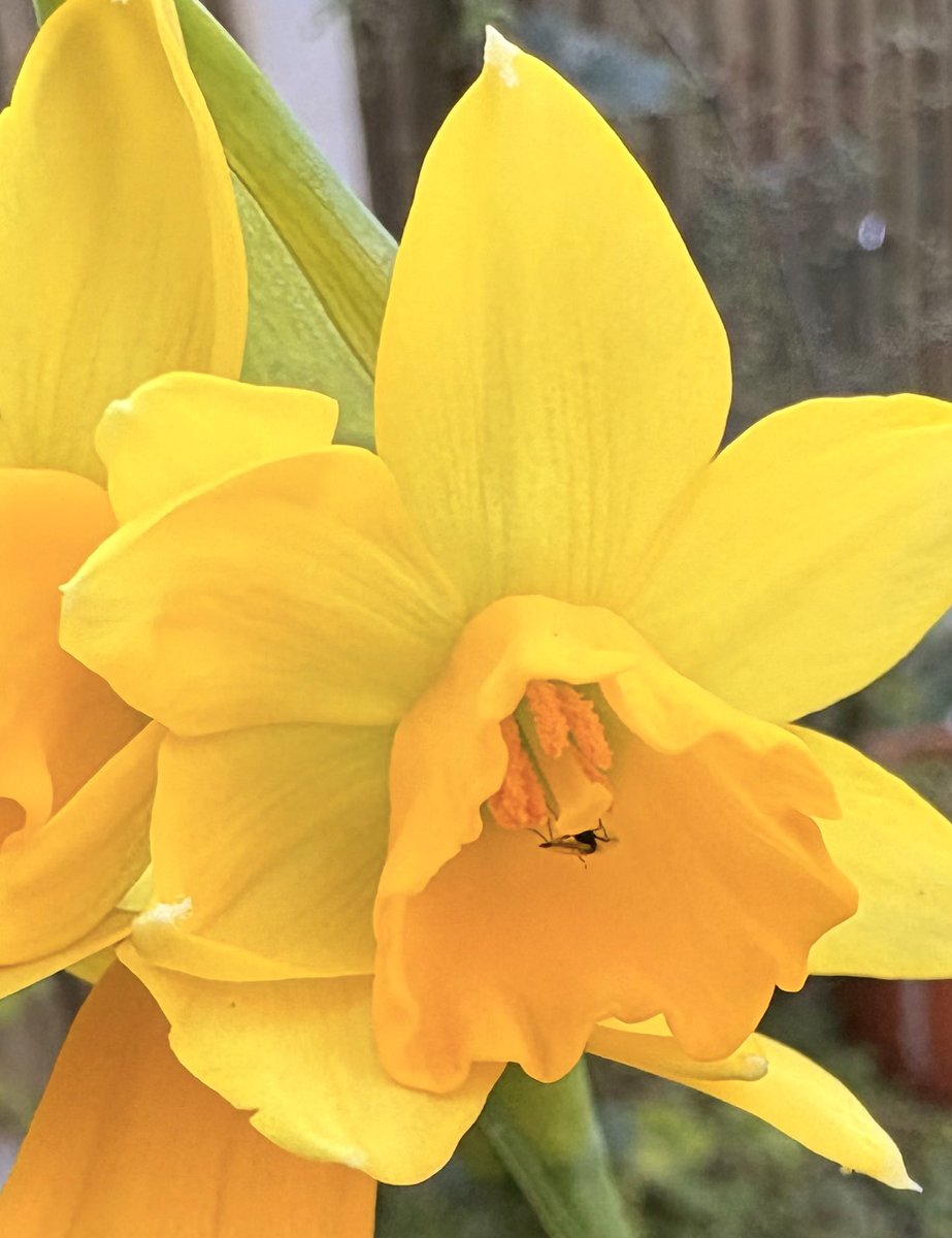 barbosavl's tweet image. Good morning with a tiny insect inside a narcissus (daffodil) flower I photographed yesterday in my garden for #InsectThursday 
Have a fun day!
#insects #flowers #narcissus #daffodils #garden #MyGarden #ThursdayMotivation