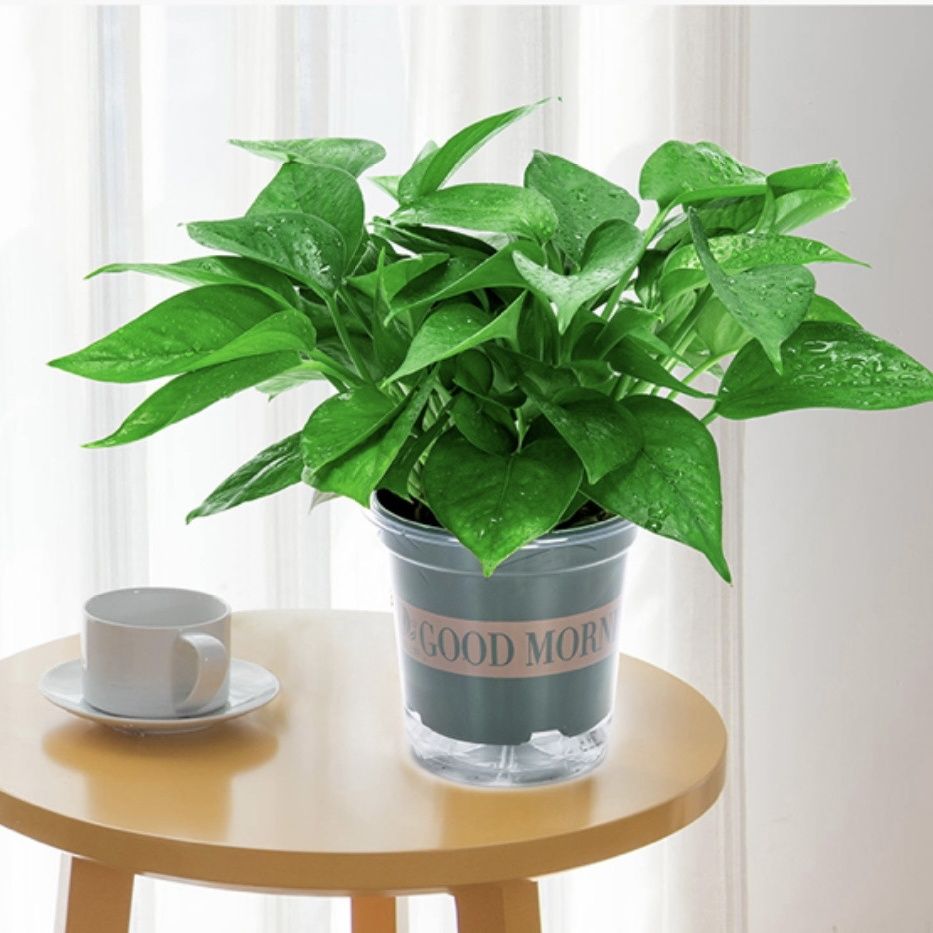 harry quiroz tweet media