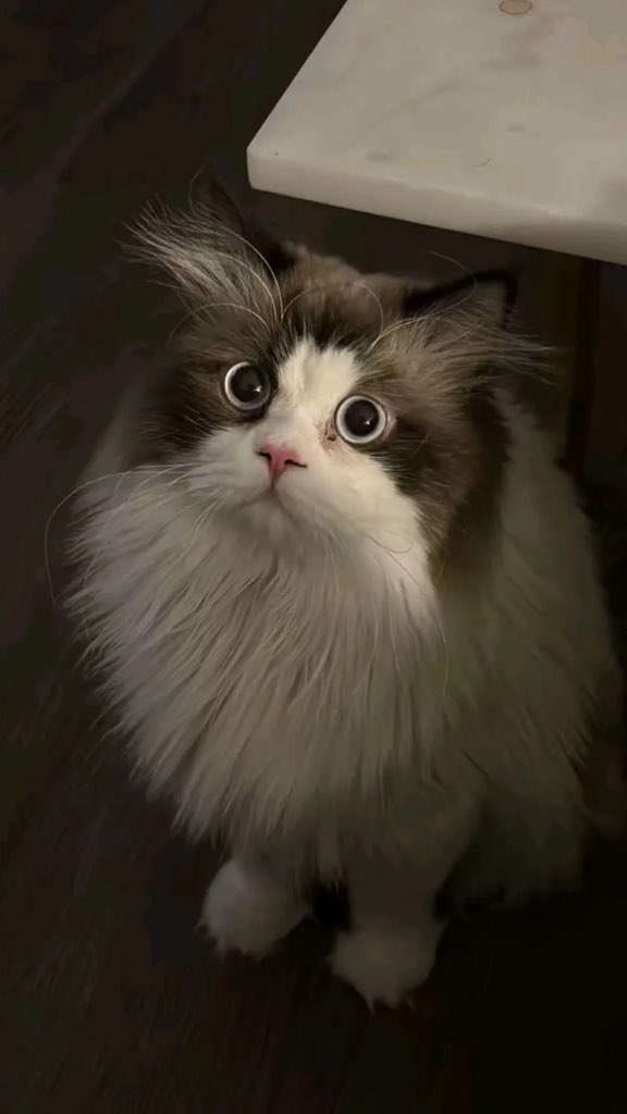 PX_94e's tweet photo. 🐈‍⬛🐈‍⬛🐈‍⬛🐈‍⬛ https://t.co/zFuQ3ryLby