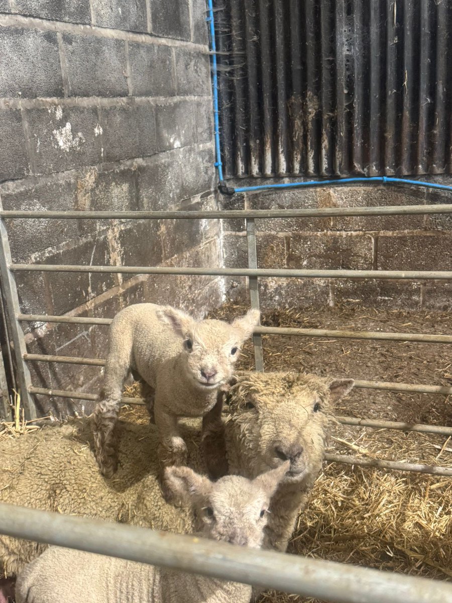 Aled Johnson tweet media