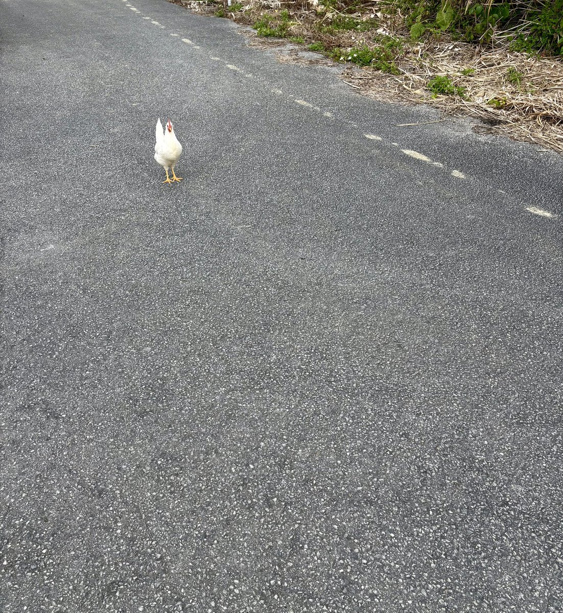 ミナミト tweet media